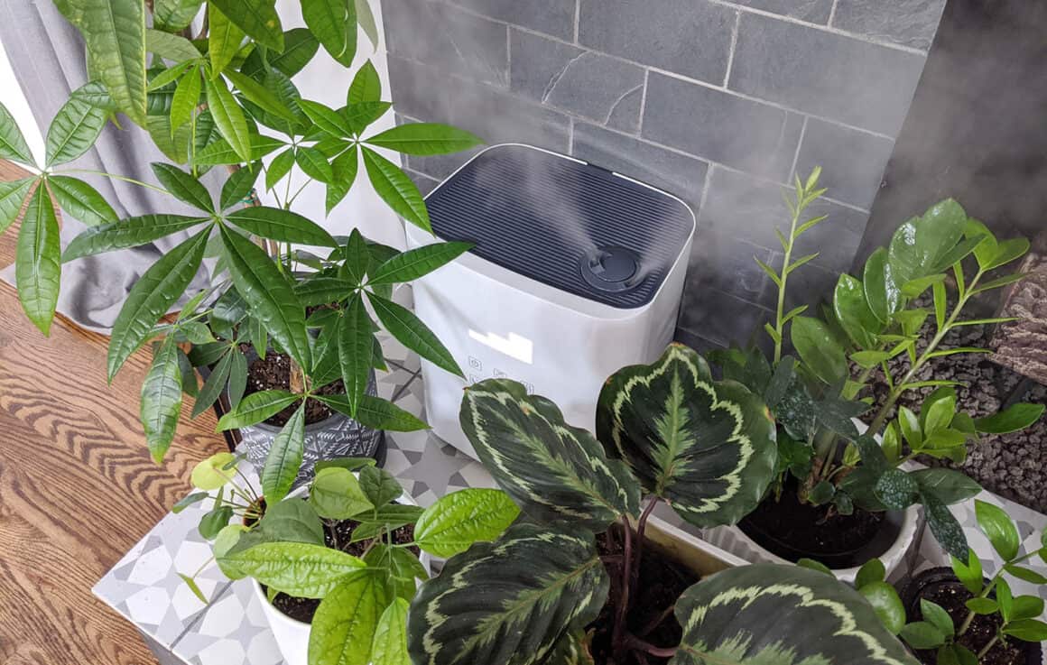 Do Your Plants Really Need A Humidifier