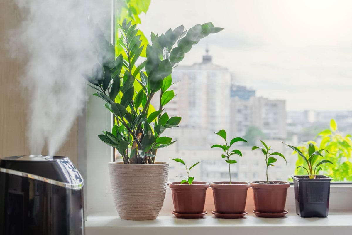 Where to Place Humidifier For Indoor Plants