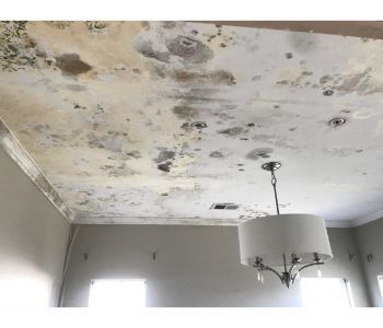 Excessive Mold Growth