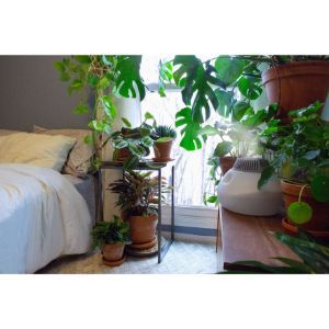 How Often to Use Humidifier For Plants