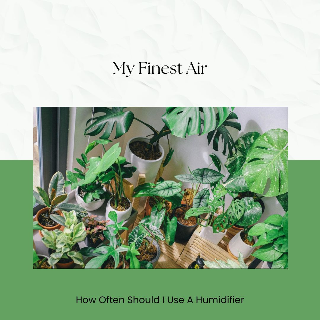 How Often Should I Use A Humidifier For My Plants 
